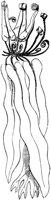 PLF137C.TIF