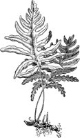 PLF137A.TIF