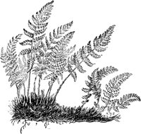 PLF136F.TIF