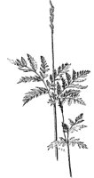 PLF136E.TIF