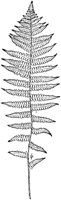 PLF136C.TIF