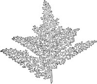 PLF136B.TIF
