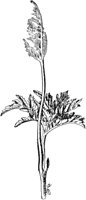 PLF136A.TIF