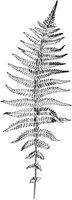 PLF135C.TIF