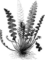 PLF135A.TIF