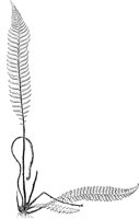 PLF134E.TIF