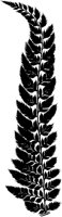 PLF134C.TIF