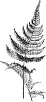 PLF133F.TIF