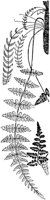 PLF133D.TIF
