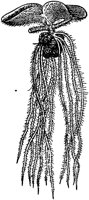 PLF133A.TIF