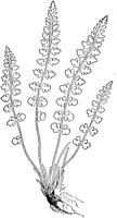 PLF132B.TIF