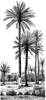 PLF226C.TIF