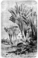 PLF226B.TIF