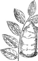 PLF225H.TIF