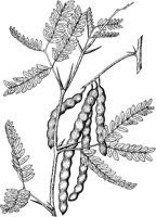 PLF225G.TIF