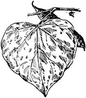 PLF225F.TIF
