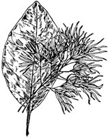 PLF225E.TIF