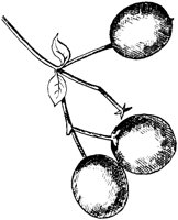 PLF225D.TIF