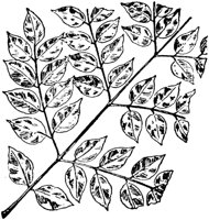 PLF225C.TIF