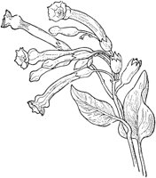 PLF225A.TIF