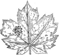 PLF224H.TIF