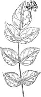PLF224G.TIF