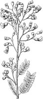 PLF224E.TIF