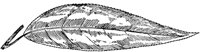 PLF224C.TIF