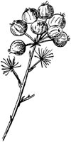 PLF224B.TIF