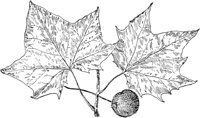 PLF224A.TIF