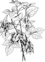 PLF223A.TIF