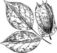 PLF222G.TIF