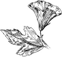 PLF222F.TIF