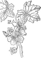 PLF222E.TIF