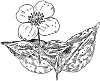 PLF222D.TIF