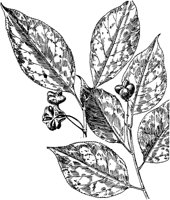 PLF222C.TIF
