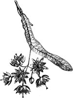 PLF221H.TIF
