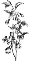 PLF221G.TIF