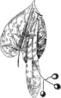 PLF221F.TIF