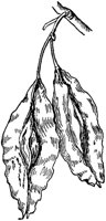 PLF221E.TIF