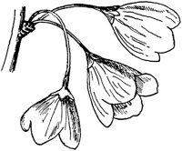 PLF221D.TIF