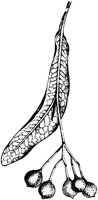 PLF221C.TIF