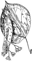 PLF221B.TIF