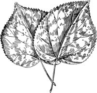 PLF221A.TIF