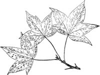 PLF220F.TIF