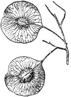PLF220E.TIF