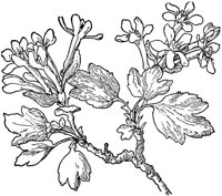 PLF219I.TIF