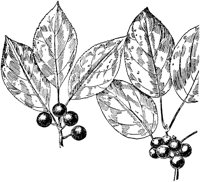 PLF219H.TIF