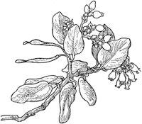 PLF219G.TIF