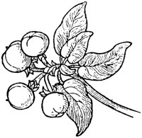 PLF219F.TIF